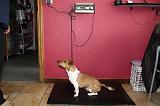 JACK RUSSEL - PESEE 008